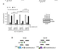17live
许兴智教授团队在Nucleic Acids Research期刊揭示DNA修复的新调控机制