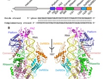 17live
李思思团队在顶尖杂志《Science》上合作解析Dicer作用机制