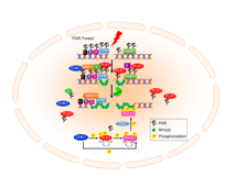 17live
许兴智教授团队在Nucleic Acids Research发文揭示有丝分裂核心激酶PLK1活性的新调控机制