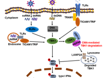 17live
陈玮琳特聘教授团队在《Autophagy》发表研究论文
